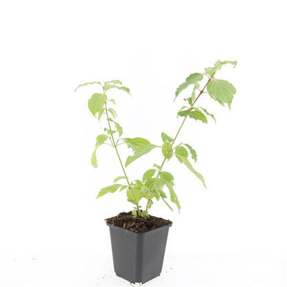 24x Cornus sang. 'Anny's Winter Orange' - ↕10-25cm - Ø9cm - Pflanzfix24