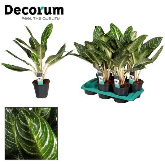 Aglaonema Keylime - Ø17cm - ↕60cm - Pflanzfix24