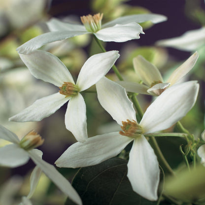 Clematis armandii - Kletterpflanze - Immergrün - 1 Pflanze - Pflanzfix24