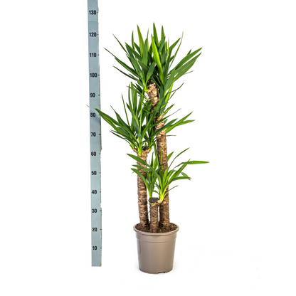 Yucca Elephantipes Ø24cm | Zimmerpflanze 120-140cm – Pflanzfix24.de - Pflanzfix24.de