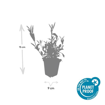 12x Verbena bonariensis - Staude kompakt | Pflanzfix24