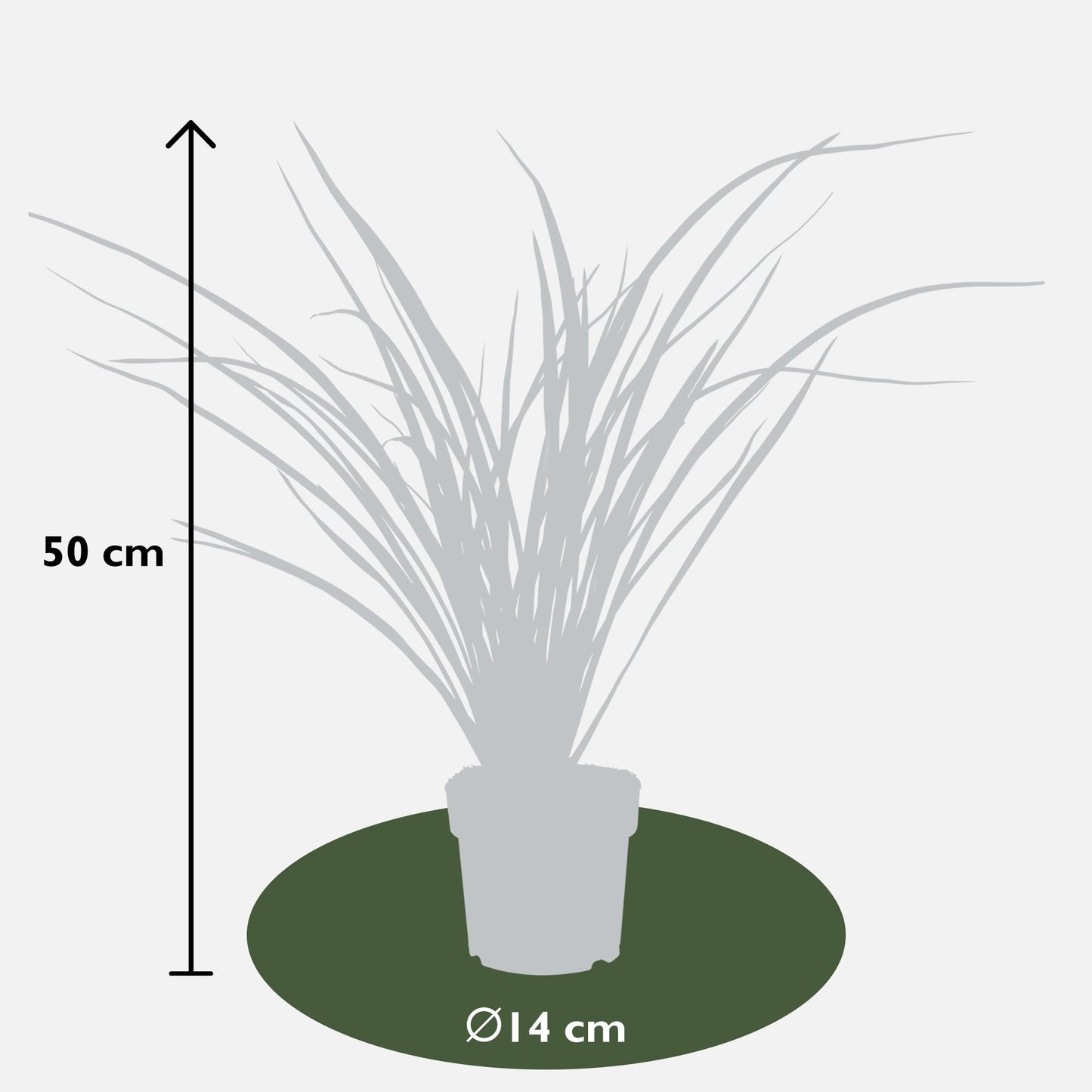 Phormium 'Rubra Nana' - Pflanzfix24