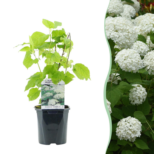 Pflanzfix24.de - Rispenhortensie - Hydrangea arborescens Annabelle - Blüte Weiß - 1 Pflanze - Topf 17cm - Pflanzfix24.de