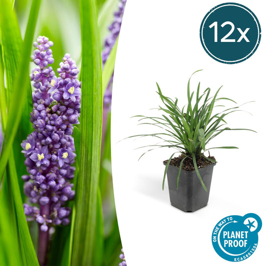 12x Liriope muscari 'Big Blue' Bodendecker 10-25cm – Pflanzfix24.de - Pflanzfix24.de