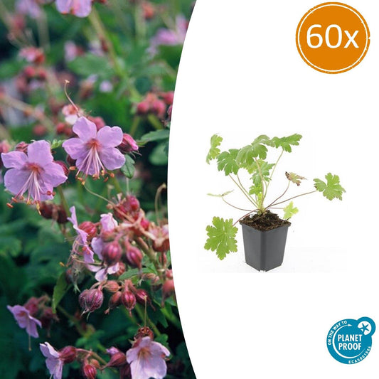60x Geranium macr. 'Ingwersen's Var.' - ↕10-25cm - Ø9cm - Pflanzfix24.de - Pflanzfix24.de