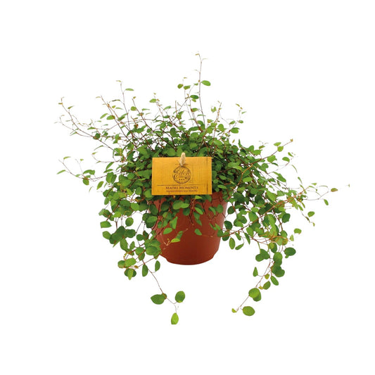 Muehlenbeckia Maori 20cm – Ø12cm Topf – Pflanzfix24.de - Pflanzfix24.de