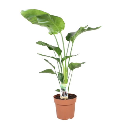 Strelitzia Nicolai 90 cm - Paradiesvogelblume Ø21 cm | Pflanzfix24.de - Pflanzfix24.de