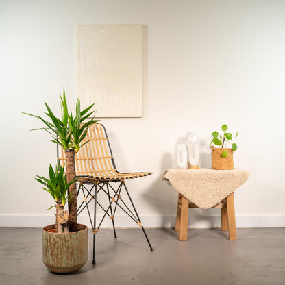 Yucca mit Topf - ↨100cm - Ø21cm von Pflanzfix24