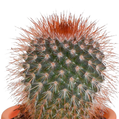 Cactus en vetplanten Mischung 5,5 cm | 15 stück - zonder pot bei Pflanzfix24.de - Pflanzfix24.de