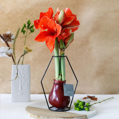 No Water Flowers® (wax amaryllis) | Formz Modern Mix (2 pack) + Red flower - Pflanzfix24