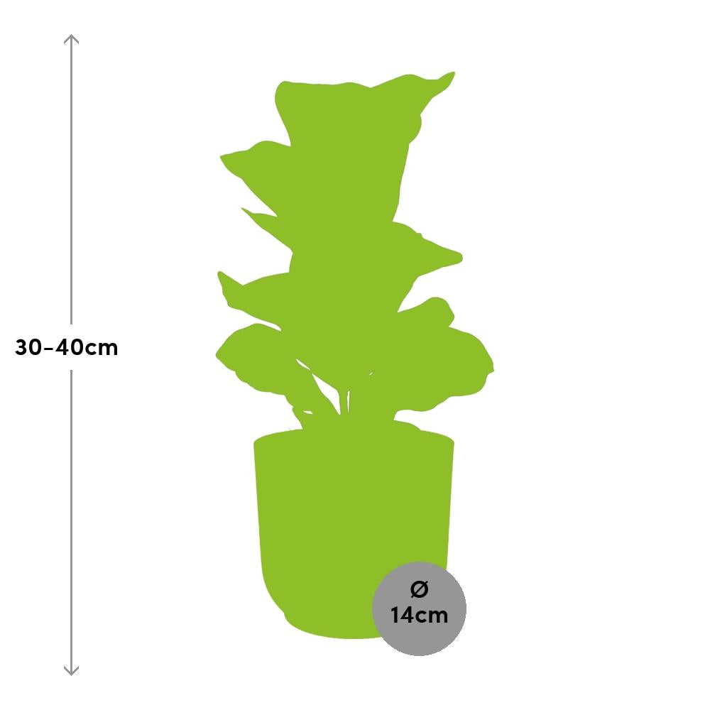 Ficus Lyrata Bambino im ELHO Vibes Fold 14cm – Pflanzfix24