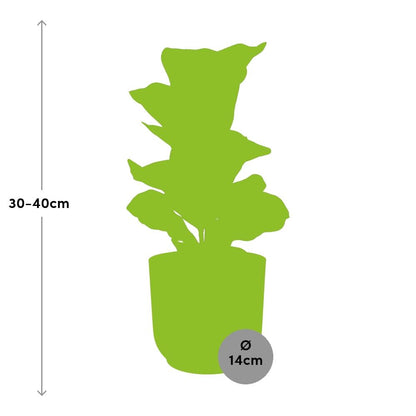 Ficus Lyrata Bambino im ELHO Vibes Fold 14cm – Pflanzfix24