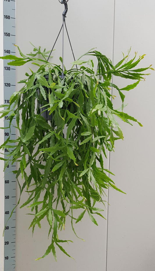 Rhipsalis Crispata 25cm - Ø25cm - ↕60cm bei Pflanzfix24