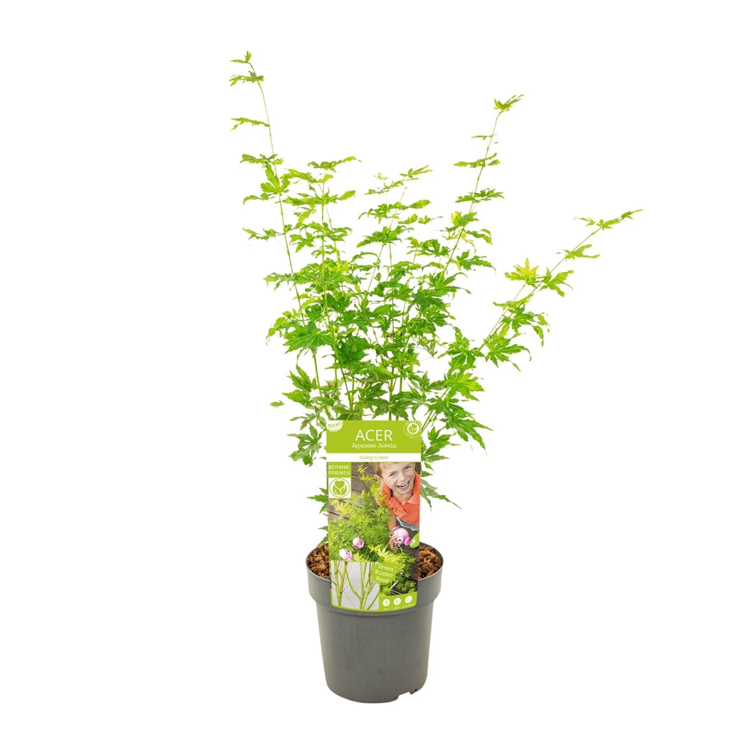 Acer palmatum Going Green - Ø19cm - ↕50cm - Pflanzfix24.de - Pflanzfix24.de