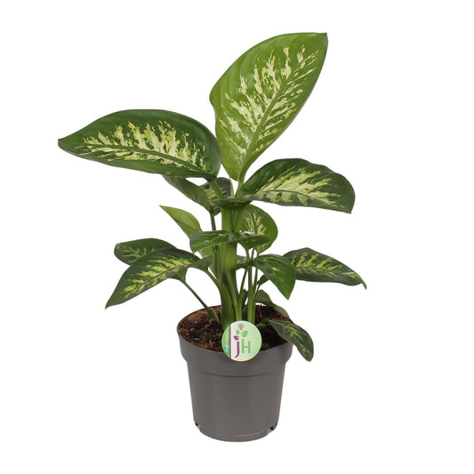 Dieffenbachia Reeva - Ø17cm - ↕50cm - Pflanzfix24