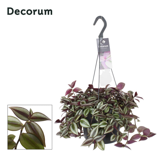 Tradescantia Zebrina Purpusii 30 cm im Ø17 cm Topf | Pflanzfix24