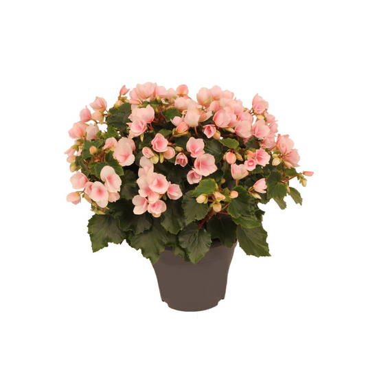 Betulia Light 19cm Outdoor Decorum - Ø19cm - ↕35cm - Pflanzfix24