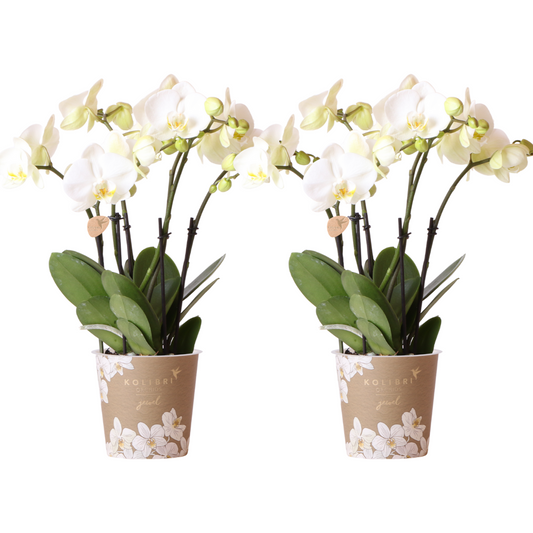 2x Orchidee Weiß Ø12 cm – Phalaenopsis Kombi-Set | Pflanzfix24.de - Pflanzfix24.de