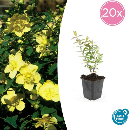 20er-Pack Hypericum 'Hidcote' von Pflanzfix24.de - ↕10-25cm - Ø9cm - Pflanzfix24.de
