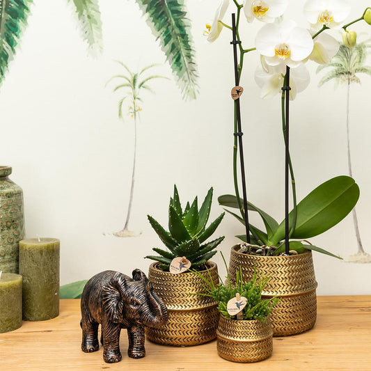 Pflanzenset Groove Gold mit Orchidee & Aloe – Pflanzfix24.de - Pflanzfix24.de