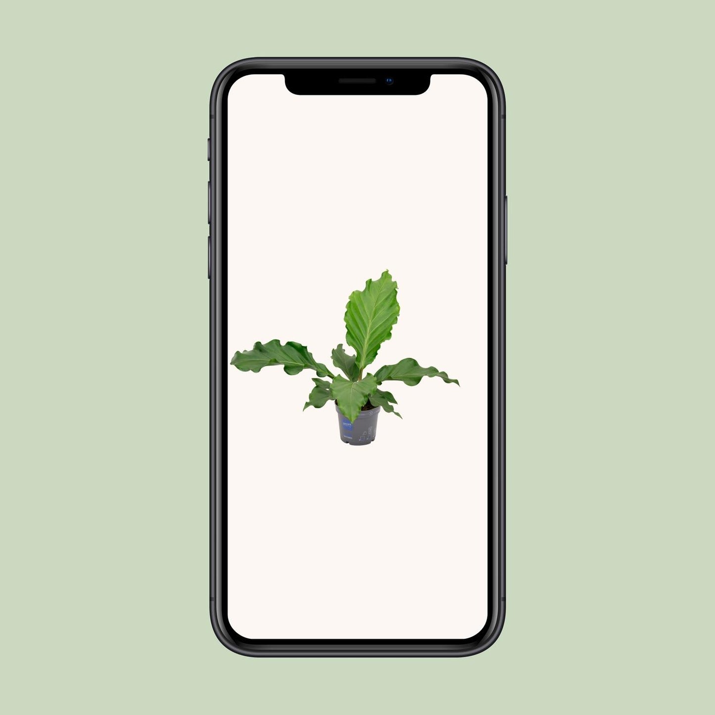 Anthurium Birdnes - Ø17cm - ↕55cm - Pflanzfix24