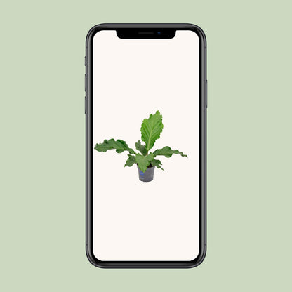 Anthurium Birdnes - Ø17cm - ↕55cm - Pflanzfix24