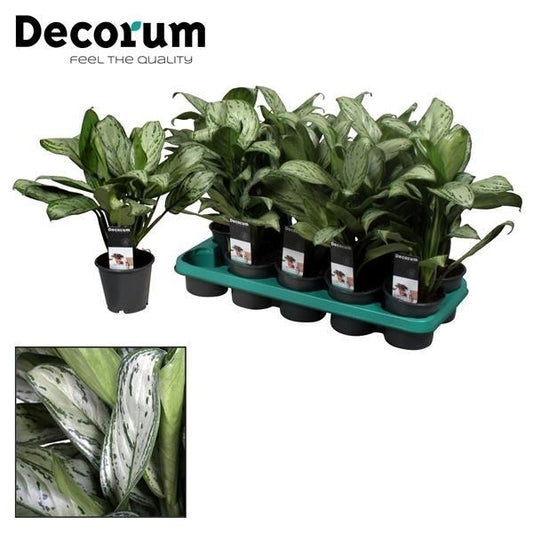 Aglaonema Maria Christina (Decorum) - pflanzfix24