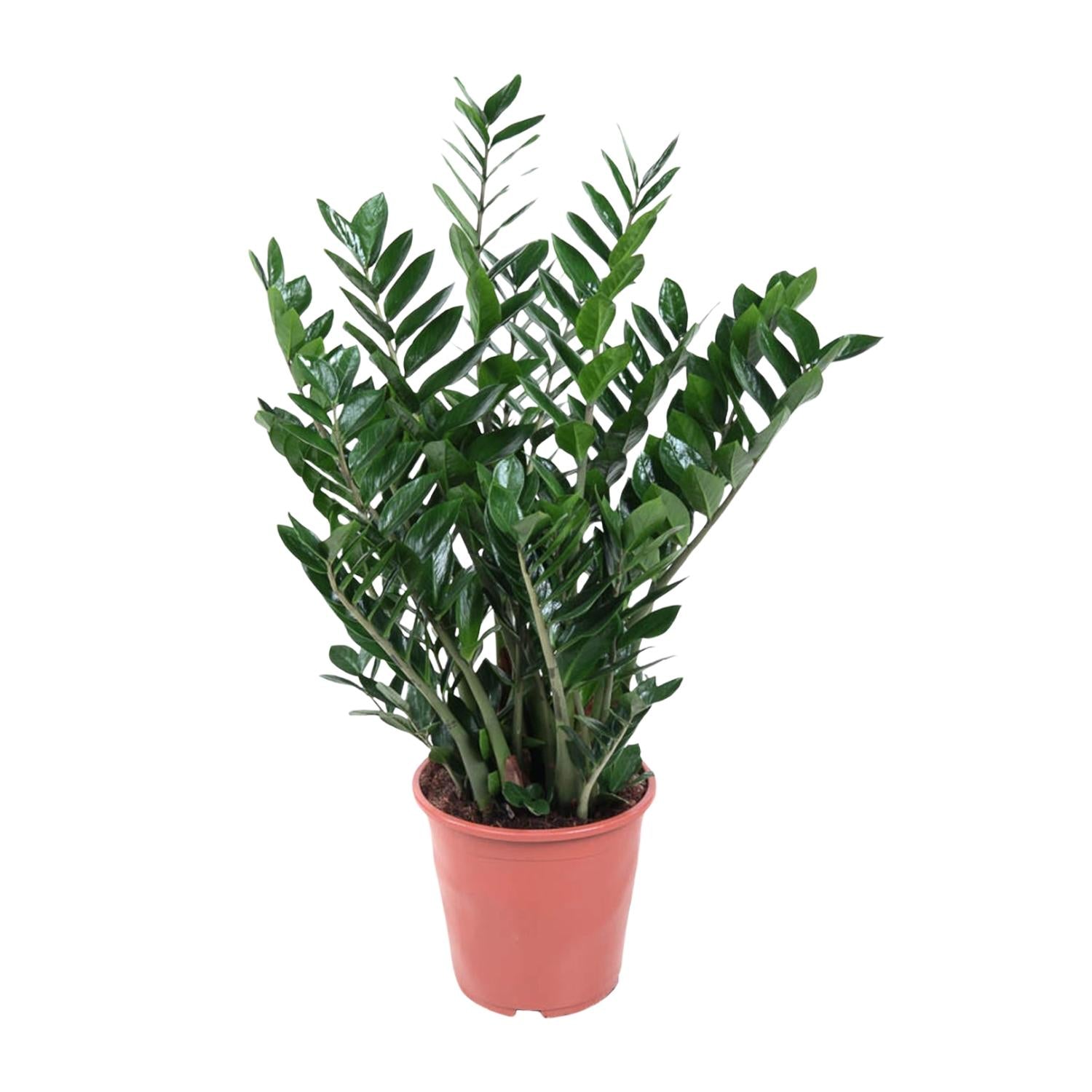 Zamioculcas Pflanze 100cm Ø27cm – Groß & Pflegeleicht | Pflanzfix24.de - Pflanzfix24.de