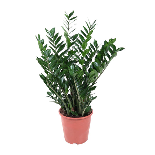 Zamioculcas Pflanze 100cm Ø27cm – Groß & Pflegeleicht | Pflanzfix24.de - Pflanzfix24.de