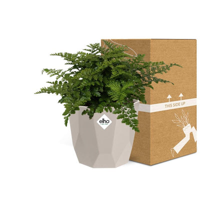 Asplenium Parvati in ELHO b.for rock 14 cm warm grey - Pflanzfix24