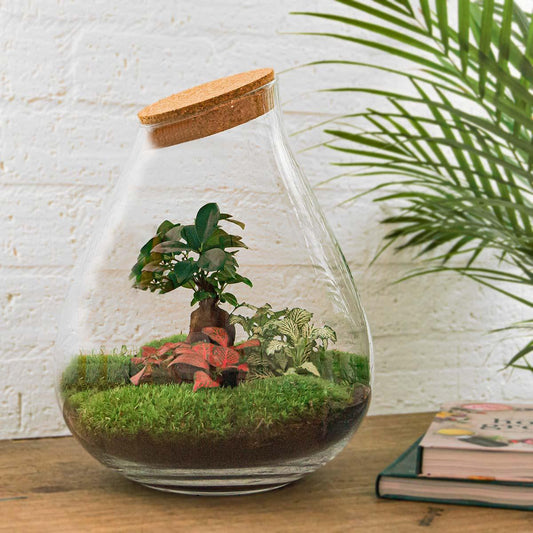 Flaschengarten - DIY Terrarium Set - Pflanzfix24.de - Pflanzfix24.de