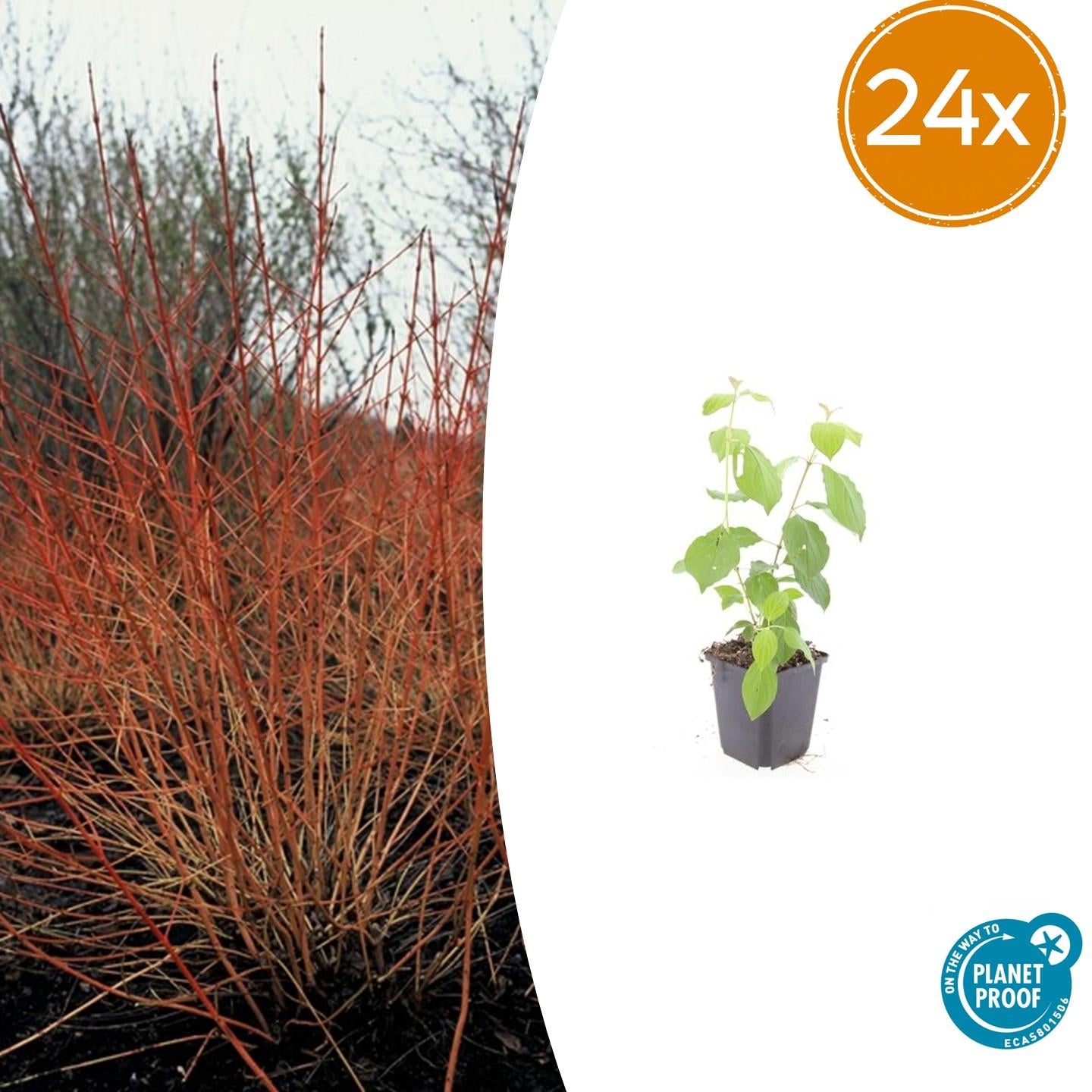 24x Cornus sang. 'Midwinter Fire' - ↕10-25cm - Ø9cm - Pflanzfix24