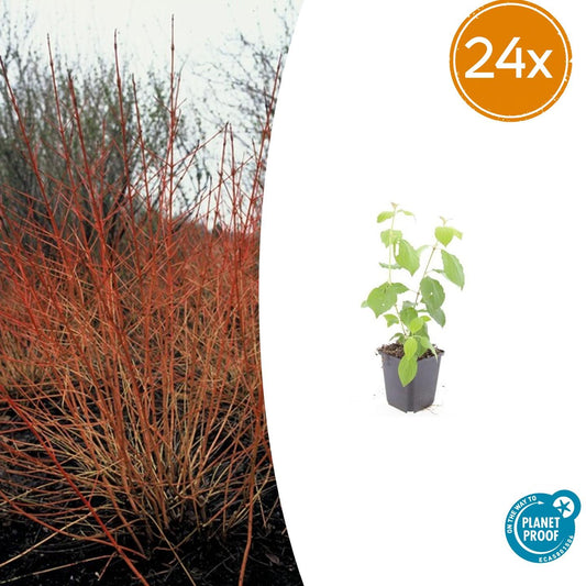 24x Cornus sang. 'Midwinter Fire' - ↕10-25cm - Ø9cm - Pflanzfix24