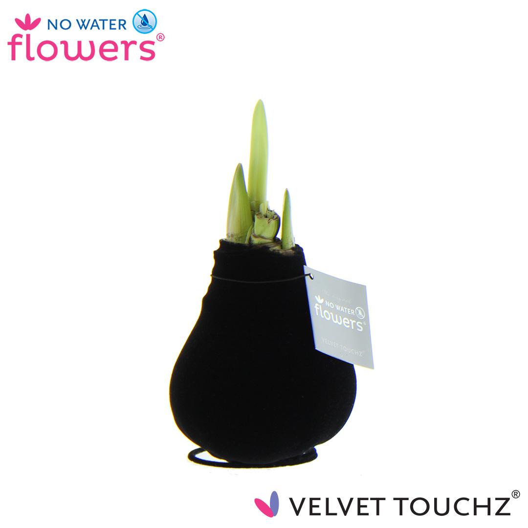 No Water Flowers Velvet Touchz® Black - ↕15cm - Pflanzfix24