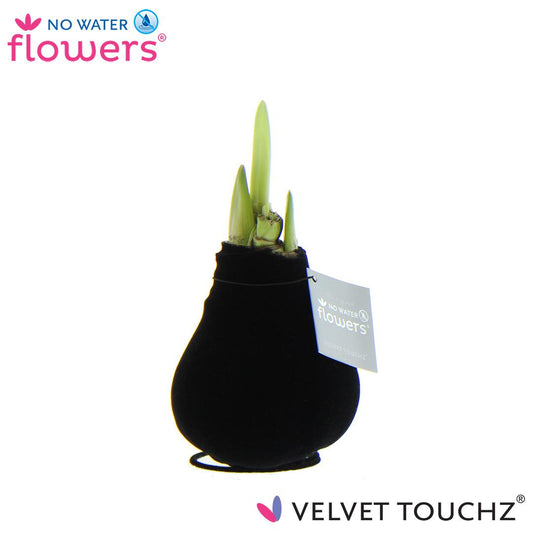 No Water Flowers Velvet Touchz® Black - ↕15cm - Pflanzfix24