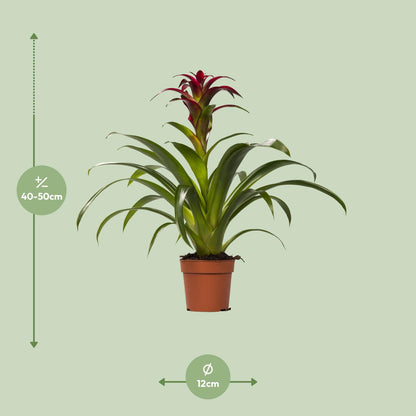 Guzmania Nextara - Ø12 ↕50 bei Pflanzfix24