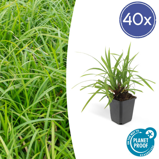 40x Carex morrowii 'Irish Green' - ↕10-25cm - Ø9cm - Pflanzfix24.de - Pflanzfix24.de