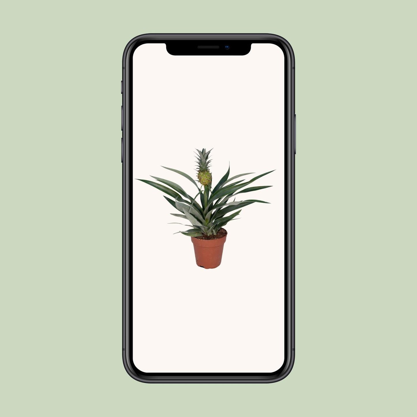Ananas-Pflanze Bromelia - Ø12cm - ↕30cm bei Pflanzfix24.de - Pflanzfix24.de