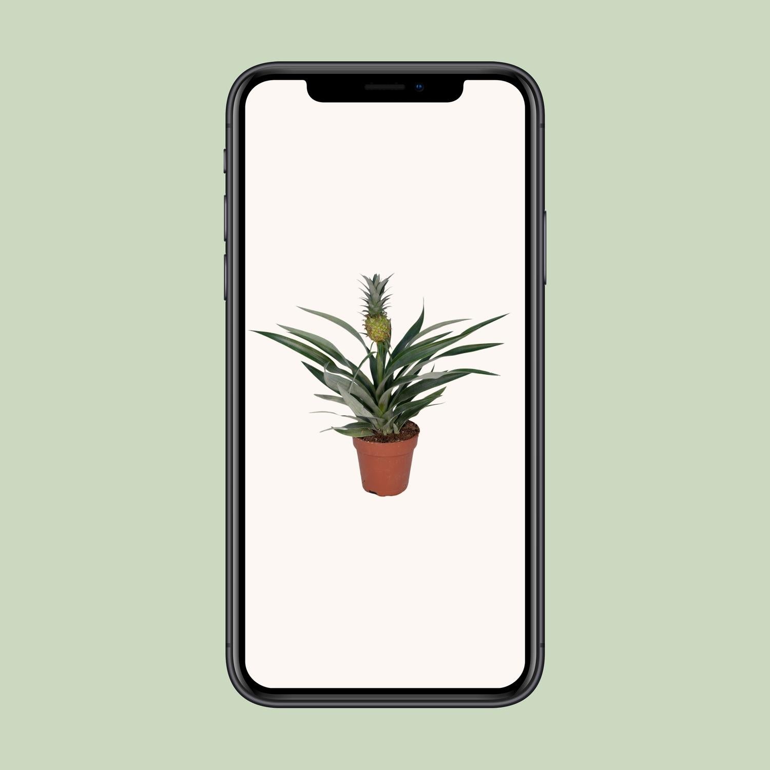 Ananas-Pflanze Bromelia - Ø12cm - ↕30cm bei Pflanzfix24.de - Pflanzfix24.de