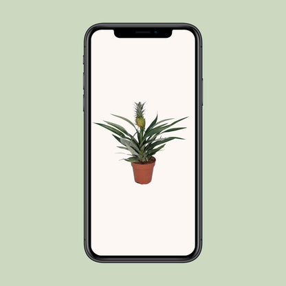 Ananas-Pflanze Bromelia - Ø12cm - ↕30cm bei Pflanzfix24.de - Pflanzfix24.de