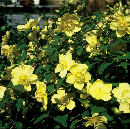 12x Hypericum ‘Hidcote’ Ø9cm | Johanniskraut gelbblühend | Pflanzfix24.de - Pflanzfix24.de