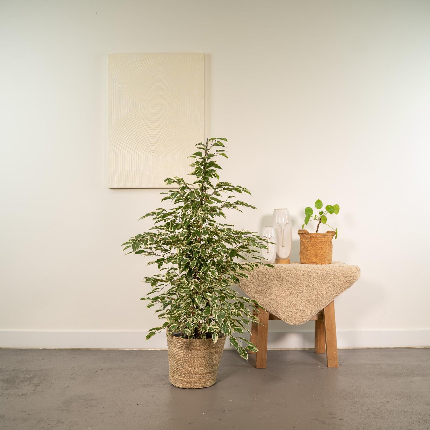 Ficus Benjamina Twilight - Ø21cm - ↕95cm + Korb Selin - Pflanzfix24