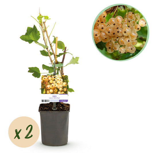 Obstpflanze - Johannisbeere - Ribes rubrum White Pearl - 2 Pflanzen - Pflanzfix24