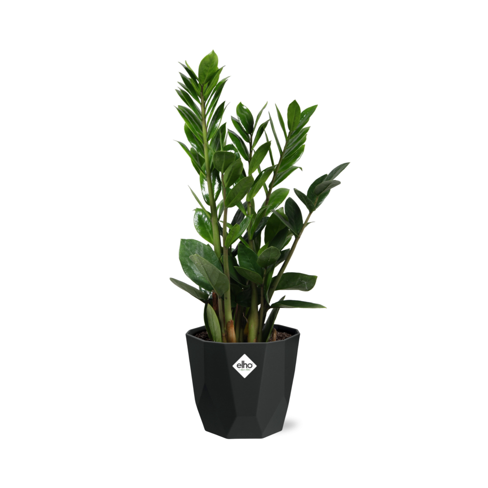 Zamioculcas - ZZ-Pflanze 45-50 cm 14cm b.for rock living black - Pflanzfix24