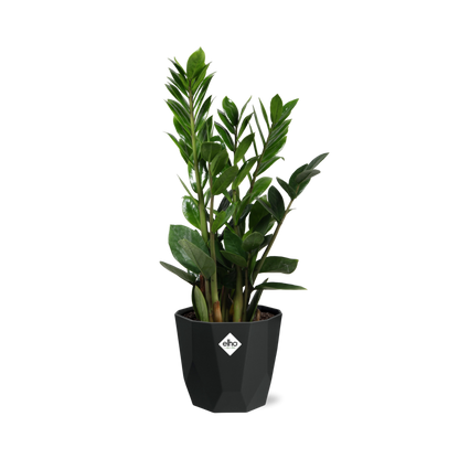 Zamioculcas - ZZ-Pflanze 45-50 cm 14cm b.for rock living black - Pflanzfix24