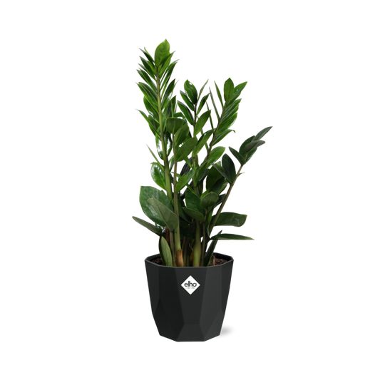 Zamioculcas - ZZ-Pflanze 45-50 cm 14cm b.for rock living black - Pflanzfix24