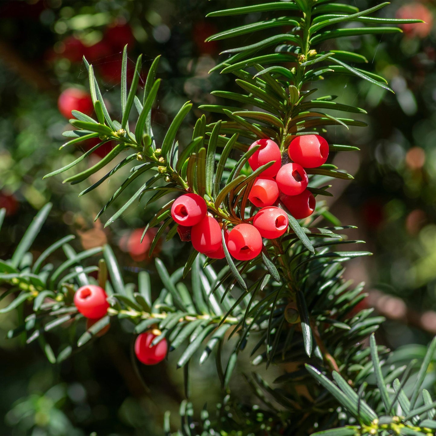 Heckenpflanzen - Taxus baccata - 6 Pflanzen - 1m - Topf 17cm Höhe 60cm - Pflanzfix24.de - Pflanzfix24.de