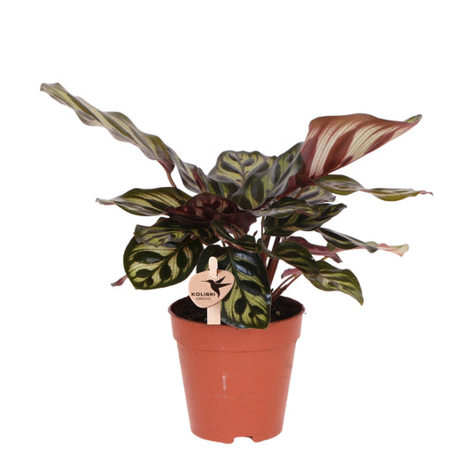 Calathea Makoyana Ø9 cm – Pflanzfix24.de - Pflanzfix24.de