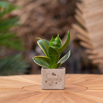 Congreet plantpots + Sansevieria | Gefeliciteerd - Pflanzfix24.de - Pflanzfix24.de