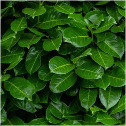 Pflanzfix24 - 1m Kirschlorbeer Hecke - Prunus laurocerasus 'Rotundifolia'